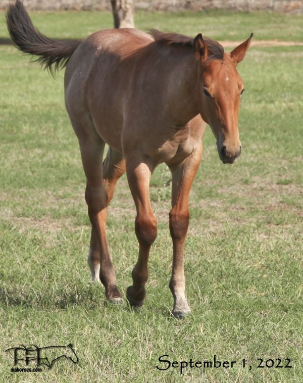 Hancocks Red Hot MA's 2022 Bay Roan Colt